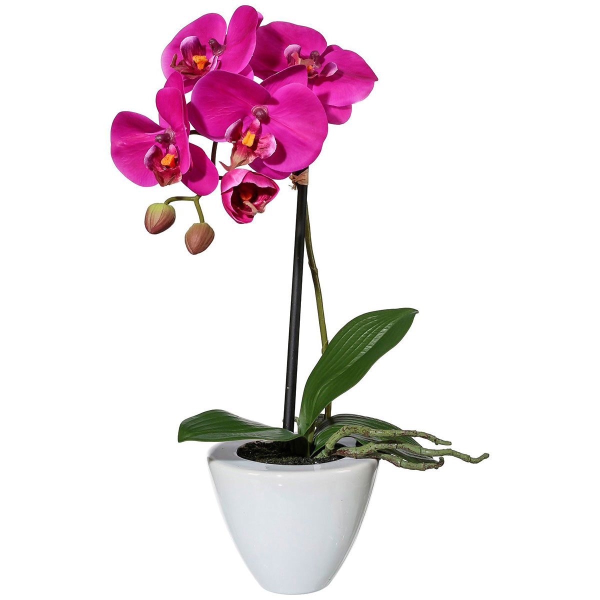 Орхидея в горшке купить в интернет. Орхидея фаленопсис в горшке. Фаленопсис Претория. Цветок в горшке фаленопсис. Фаленопсис 3215.